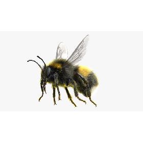3D Bumblebee White-tailed Rigged model